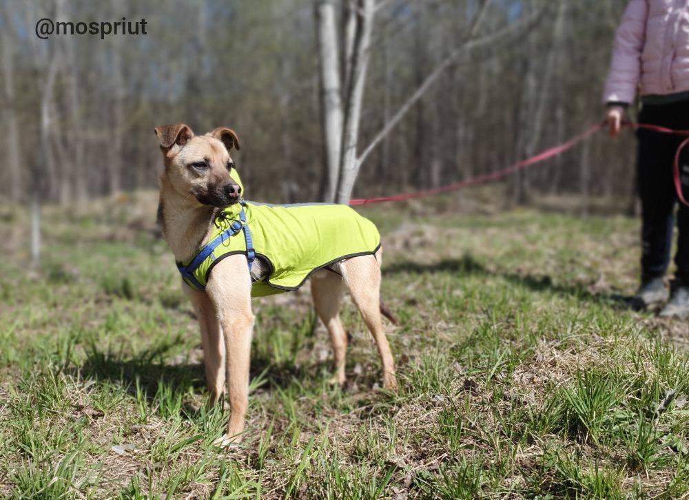 Остин из приюта Москвы и области ищет дом