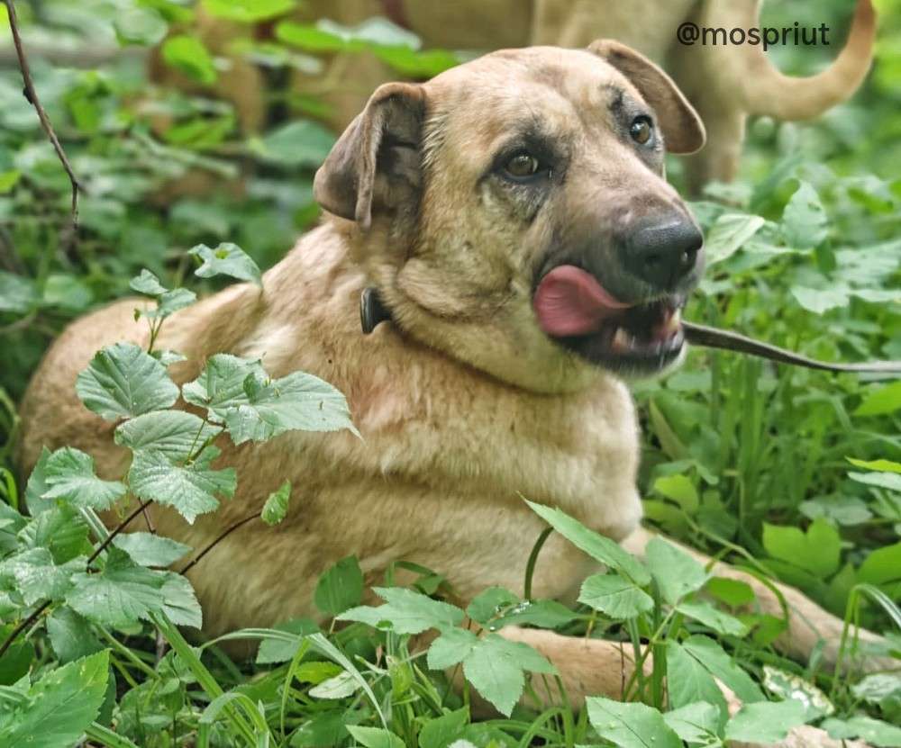 СОБАКА АСЯ  из приюта Щербинка для бездомных животных, Москва и Московская область | mospriut