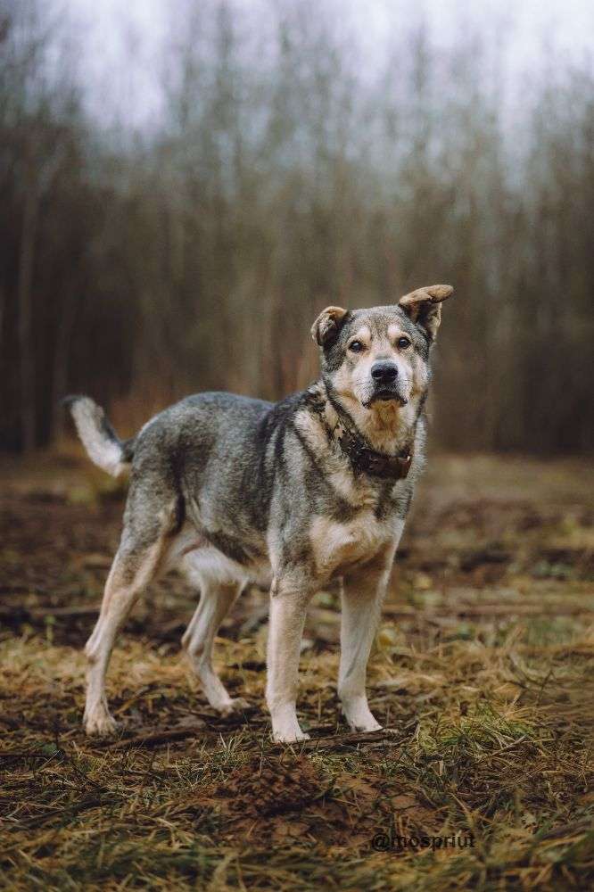 СОБАКА ТОМ  из приюта Щербинка для бездомных животных, Москва и Московская область | mospriut