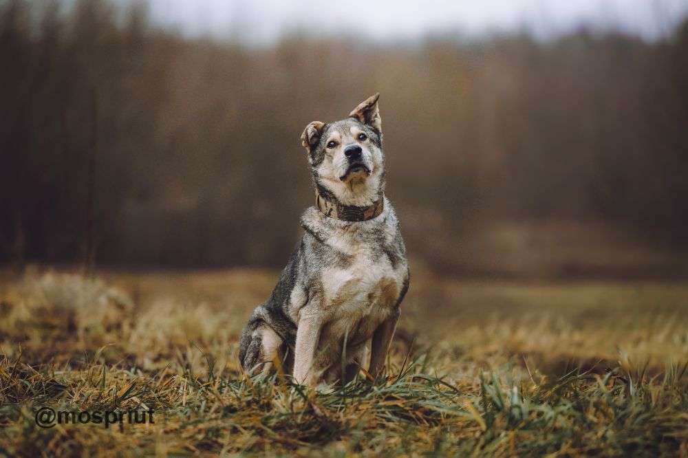 СОБАКА ТОМ  из приюта Щербинка для бездомных животных, Москва и Московская область | mospriut