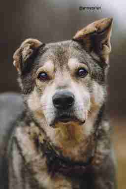 Приют для бездомных животных в Москве и Московской области | Взять собаку или кошку из приюта - mospriut