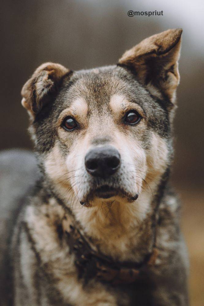 Бездомное животное Том из приюта