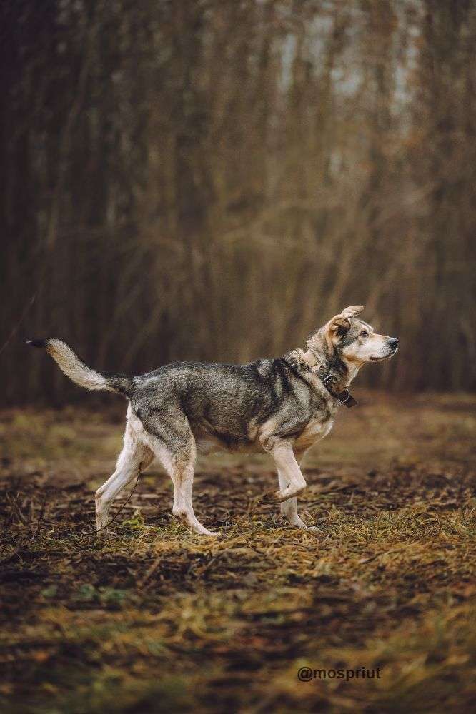 СОБАКА ТОМ  из приюта Щербинка для бездомных животных, Москва и Московская область | mospriut