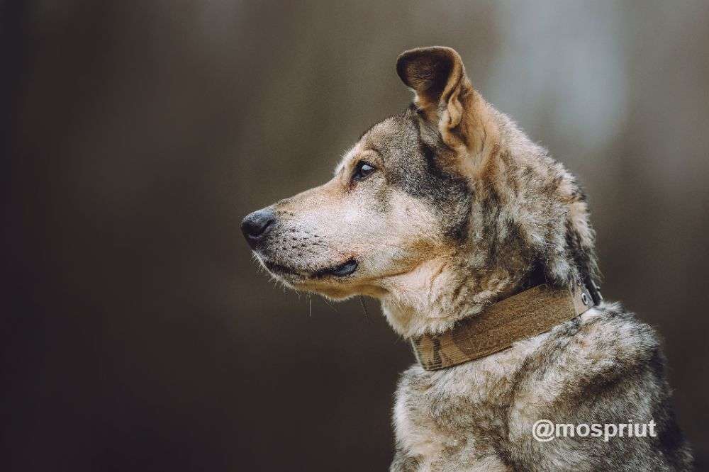 СОБАКА ТОМ  из приюта Щербинка для бездомных животных, Москва и Московская область | mospriut