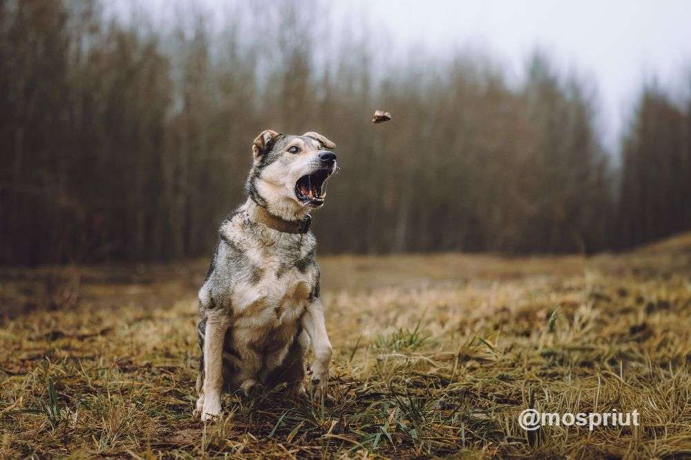 СОБАКА ТОМ  из приюта Щербинка для бездомных животных, Москва и Московская область | mospriut