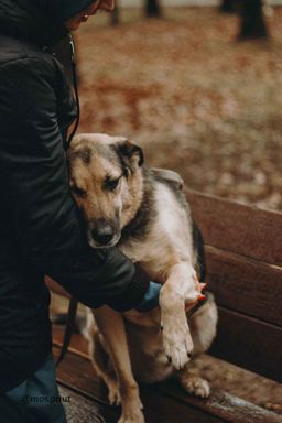 собака Дэнди из приюта ищет дом