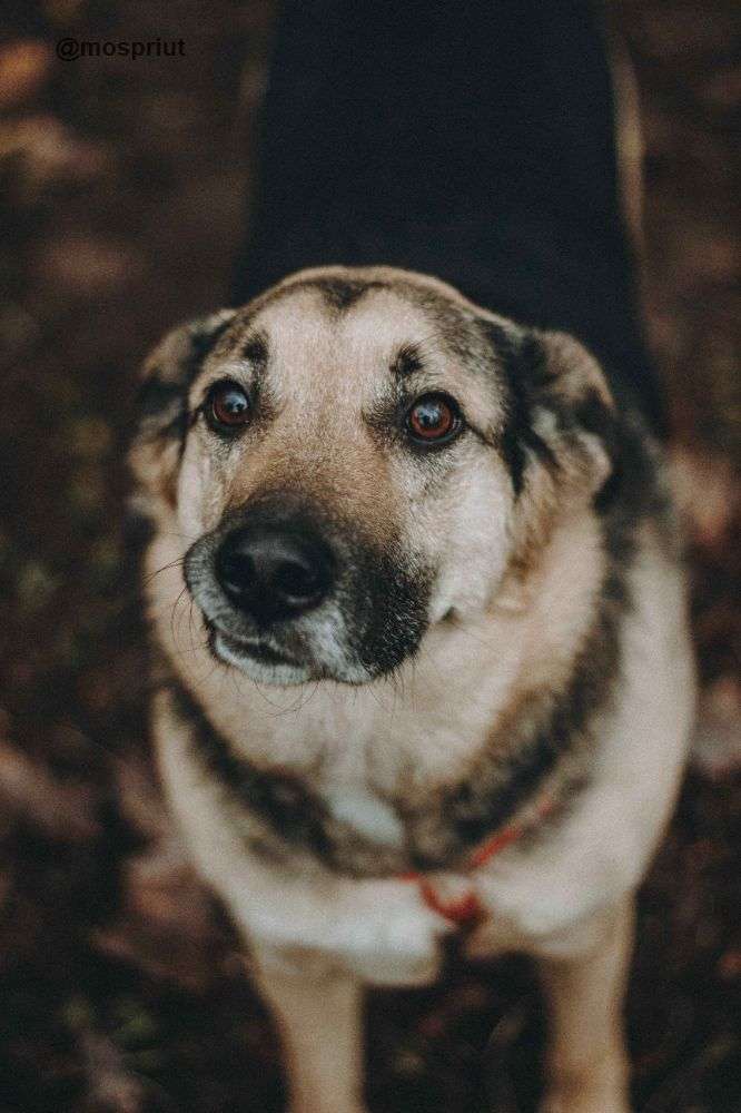 СОБАКА ДЭНДИ  из приюта Дубовая Роща для бездомных животных, Москва и Московская область | mospriut