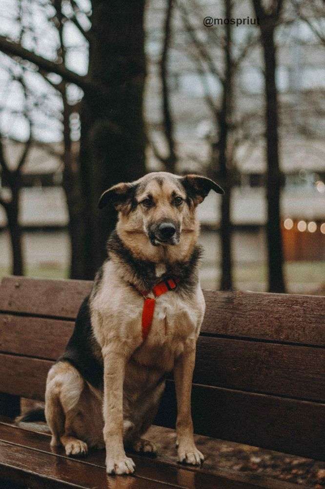 СОБАКА ДЭНДИ  из приюта Дубовая Роща для бездомных животных, Москва и Московская область | mospriut