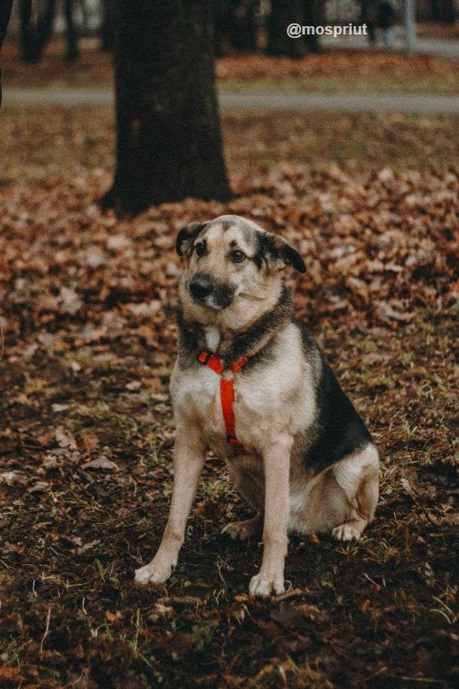 СОБАКА ДЭНДИ  из приюта Дубовая Роща для бездомных животных, Москва и Московская область | mospriut