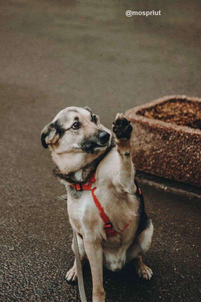 СОБАКА ДЭНДИ  из приюта Дубовая Роща для бездомных животных, Москва и Московская область | mospriut