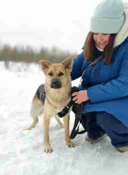 Приют для бездомных животных в Москве и Московской области | Взять собаку или кошку из приюта - mospriut