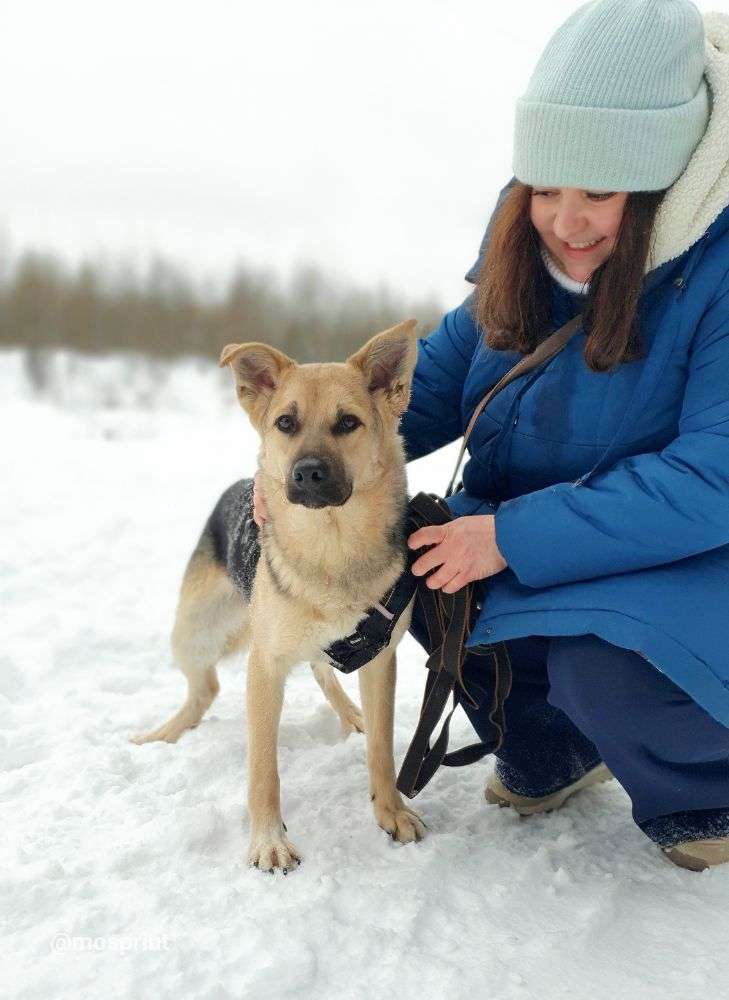 СОБАКА КАСПЕР  из приюта Щербинка для бездомных животных, Москва и Московская область | mospriut