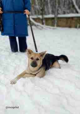 Приют для бездомных животных в Москве и Московской области | Взять собаку или кошку из приюта - mospriut