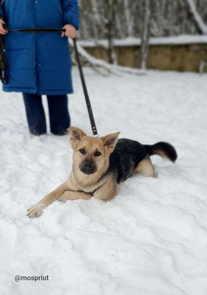 СОБАКА КАСПЕР  из приюта Щербинка для бездомных животных, Москва и Московская область | mospriut