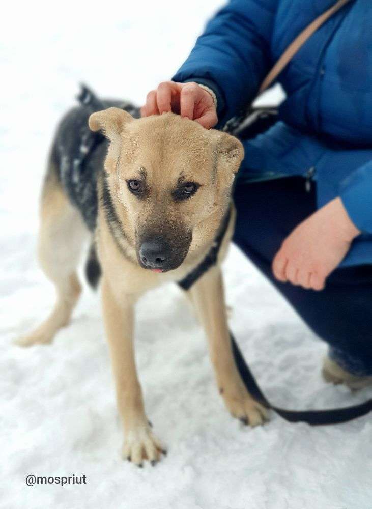 СОБАКА КАСПЕР из приюта Щербинка для бездомных животных, Москва и Московская область | mospriut