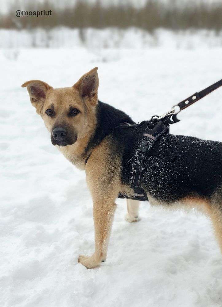 СОБАКА КАСПЕР  из приюта Щербинка для бездомных животных, Москва и Московская область | mospriut