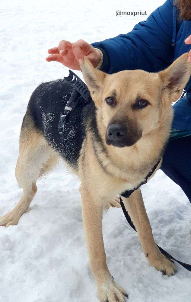 СОБАКА КАСПЕР из приюта Щербинка для бездомных животных, Москва и Московская область | mospriut