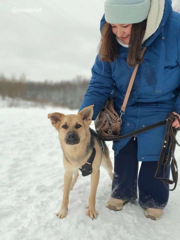 СОБАКА КАСПЕР  из приюта Щербинка для бездомных животных, Москва и Московская область | mospriut