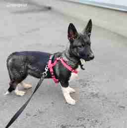 Приют для бездомных животных в Москве и Московской области | Взять собаку или кошку из приюта - mospriut