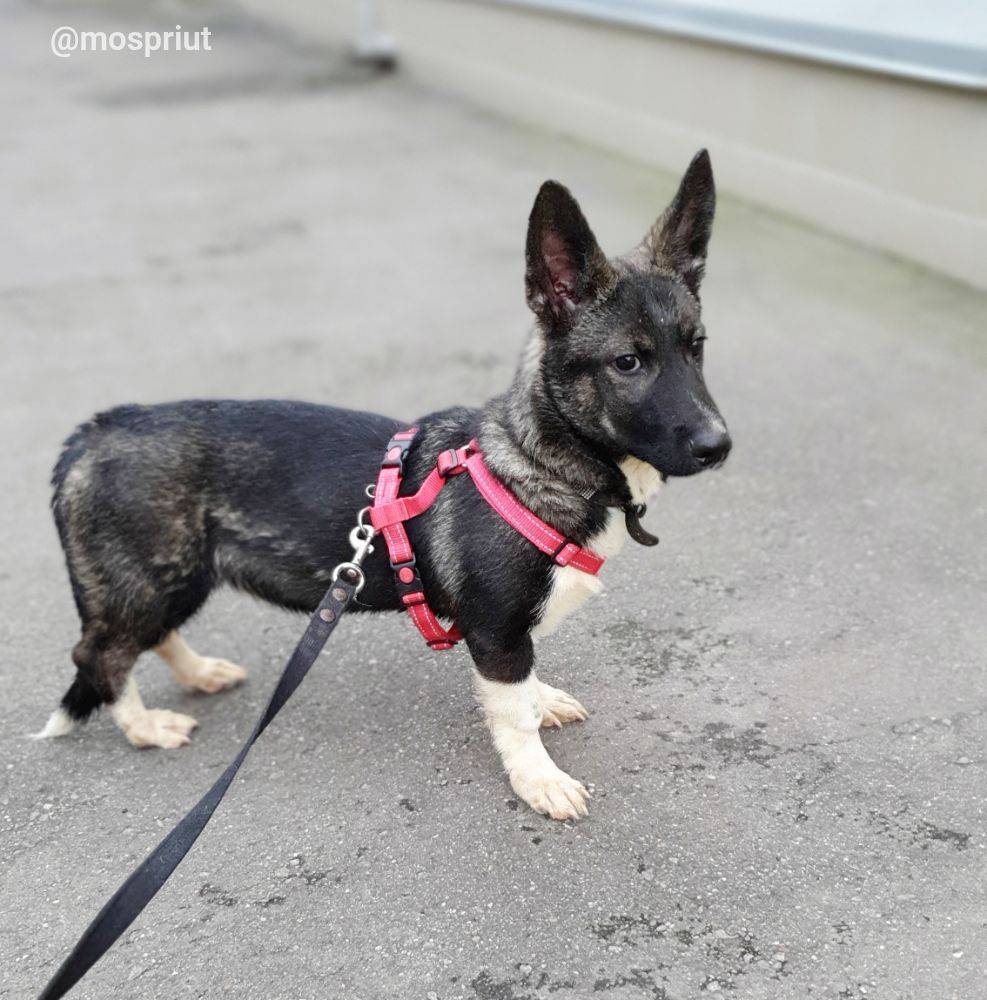 Кора из приюта Москвы и области ищет дом