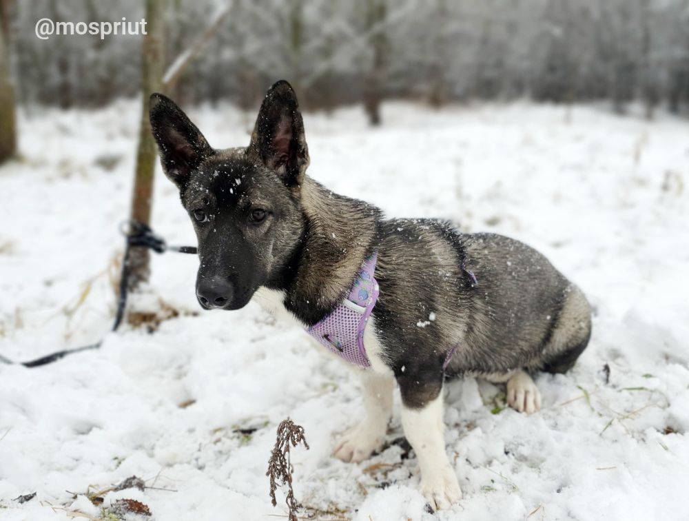 собака Кора  из приюта «Щербинка» для бездомных животных (собаки), Москва и Московская область