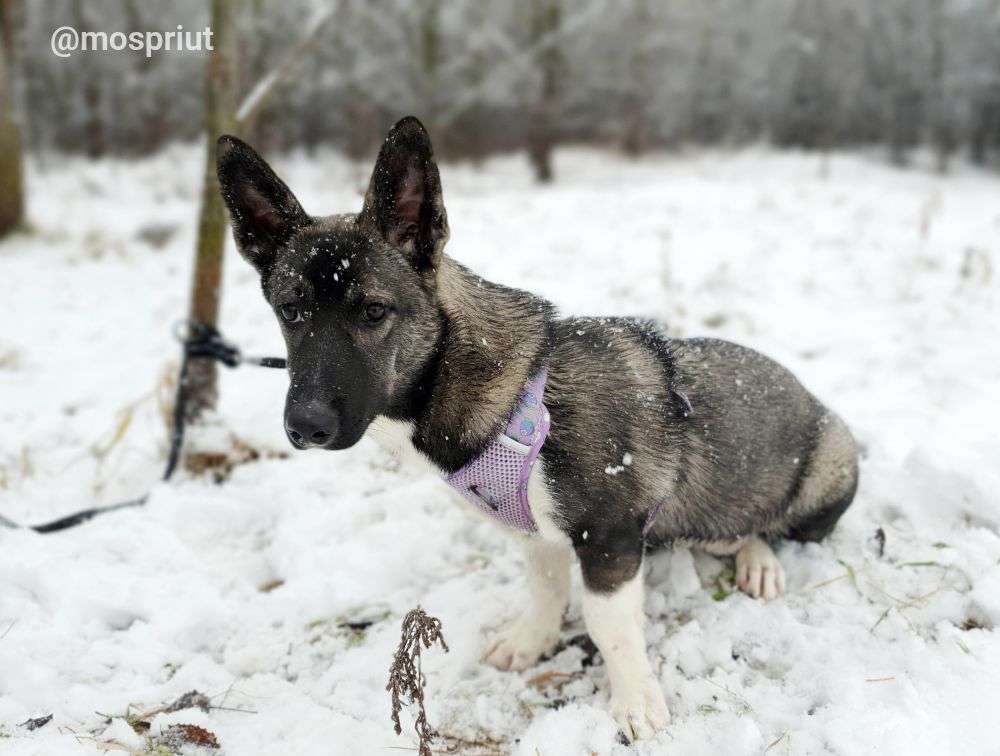 СОБАКА КОРА из приюта Щербинка для бездомных животных, Москва и Московская область | mospriut