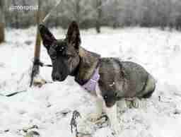 Приют для бездомных животных в Москве и Московской области | Взять собаку или кошку из приюта - mospriut