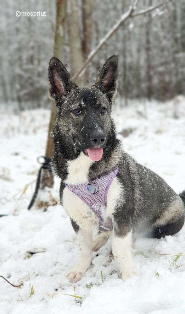 СОБАКА КОРА из приюта Щербинка для бездомных животных, Москва и Московская область | mospriut