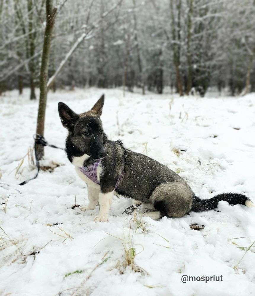 СОБАКА КОРА из приюта Щербинка для бездомных животных, Москва и Московская область | mospriut