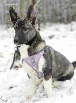 Приют для бездомных животных в Москве и Московской области | Взять собаку или кошку из приюта - mospriut