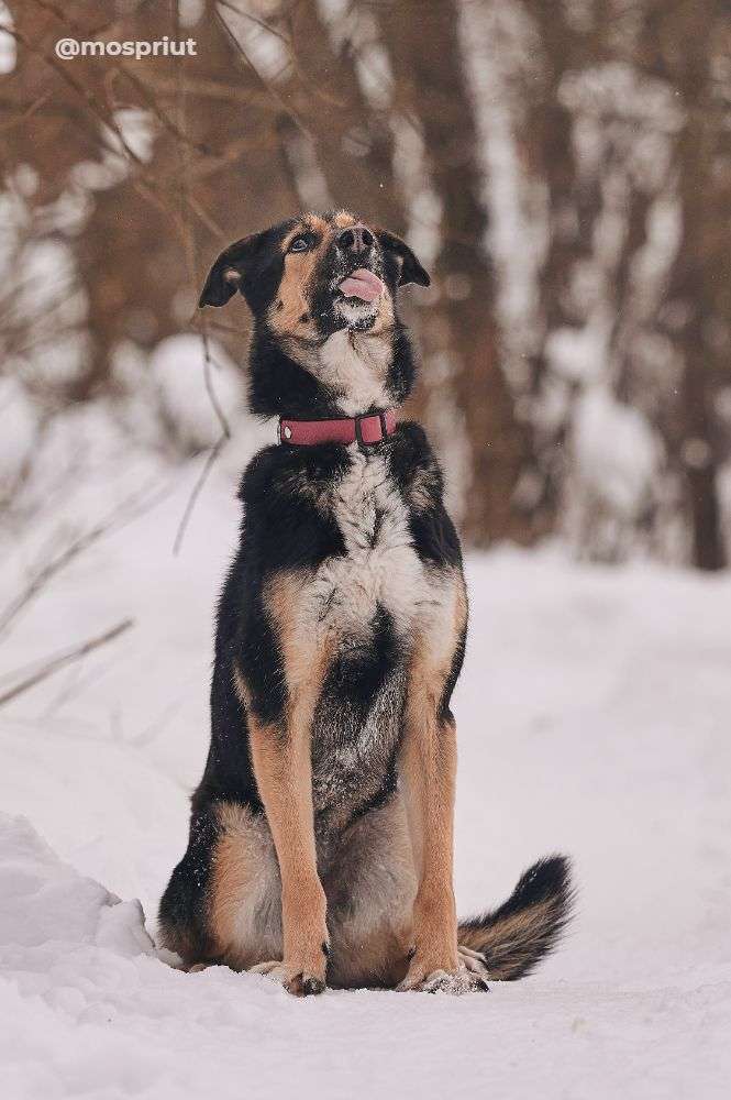 СОБАКА ШАБИ  из приюта Красная сосна для бездомных животных, Москва и Московская область | mospriut
