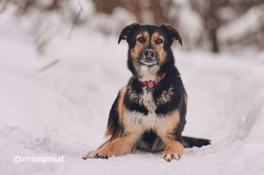 СОБАКА ШАБИ  из приюта Красная сосна для бездомных животных, Москва и Московская область | mospriut