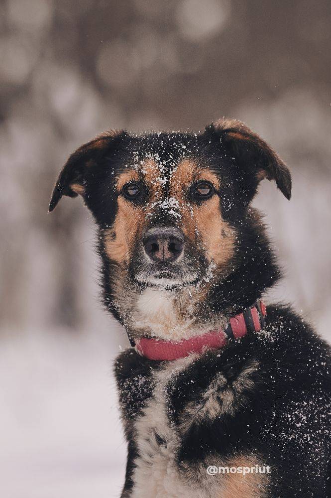 Питомец Шаби из приюта для бездомных животных - mospriut (мосприют)