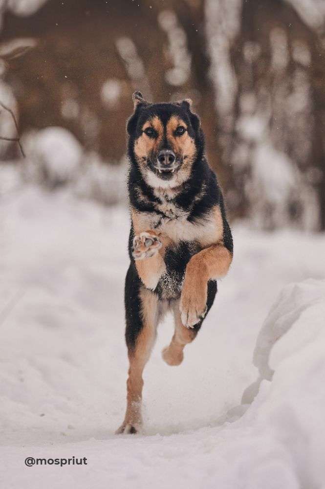 СОБАКА ШАБИ  из приюта Красная сосна для бездомных животных, Москва и Московская область | mospriut