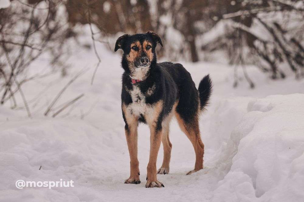 СОБАКА ШАБИ  из приюта Красная сосна для бездомных животных, Москва и Московская область | mospriut