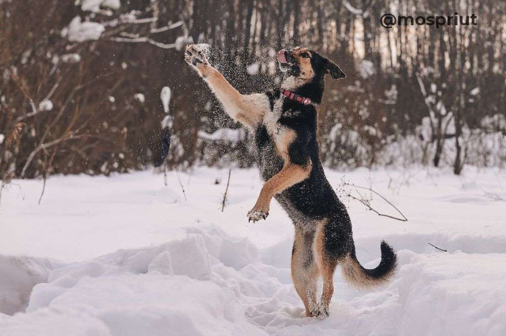 СОБАКА ШАБИ  из приюта Красная сосна для бездомных животных, Москва и Московская область | mospriut
