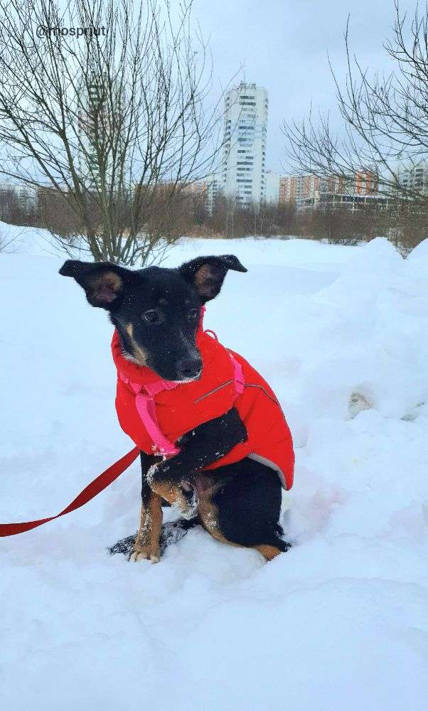 СОБАКА ГИТА  из приюта Щербинка для бездомных животных, Москва и Московская область | mospriut