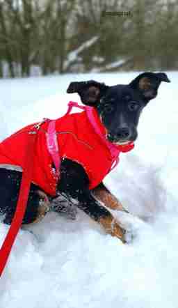 Приют для бездомных животных в Москве и Московской области | Взять собаку или кошку из приюта - mospriut