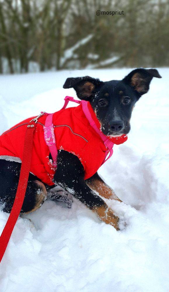 Гита из приюта Москвы и области ищет дом