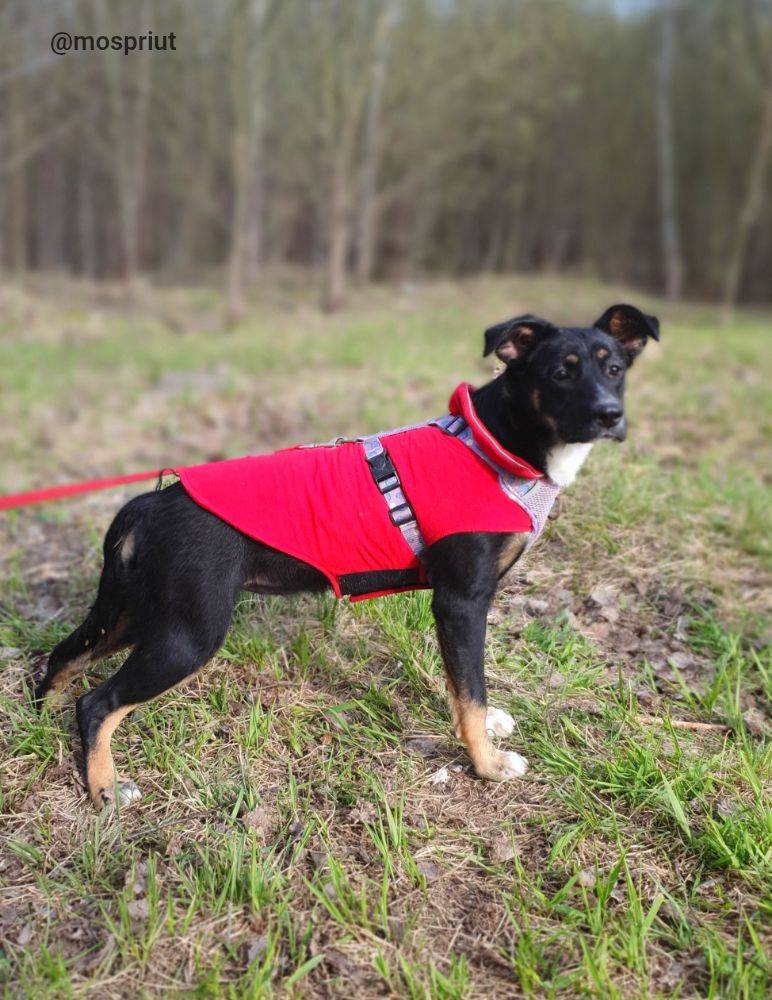 Питомец Гита из приюта для бездомных животных - mospriut (мосприют)