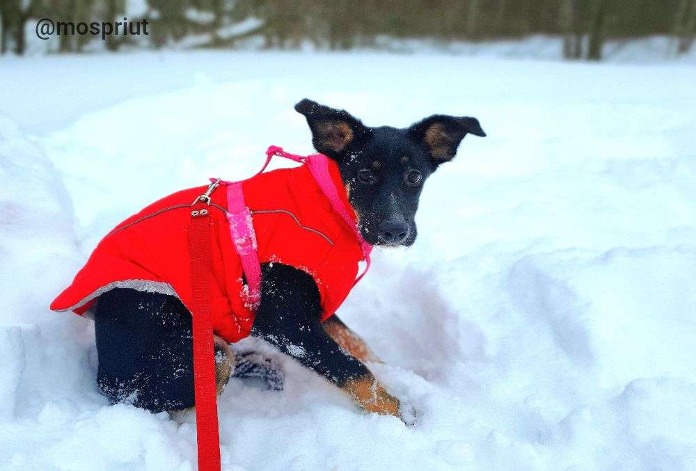 СОБАКА ГИТА  из приюта Щербинка для бездомных животных, Москва и Московская область | mospriut