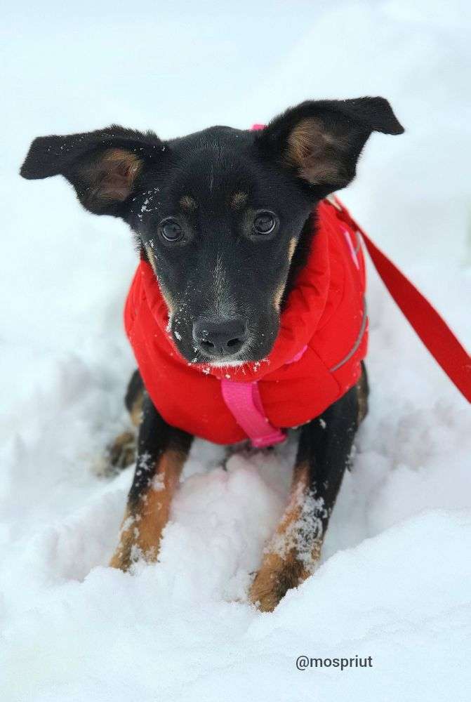 СОБАКА ГИТА  из приюта Щербинка для бездомных животных, Москва и Московская область | mospriut