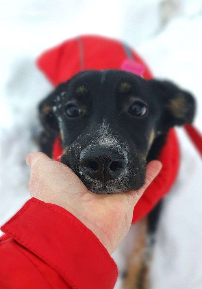 СОБАКА ГИТА  из приюта Щербинка для бездомных животных, Москва и Московская область | mospriut