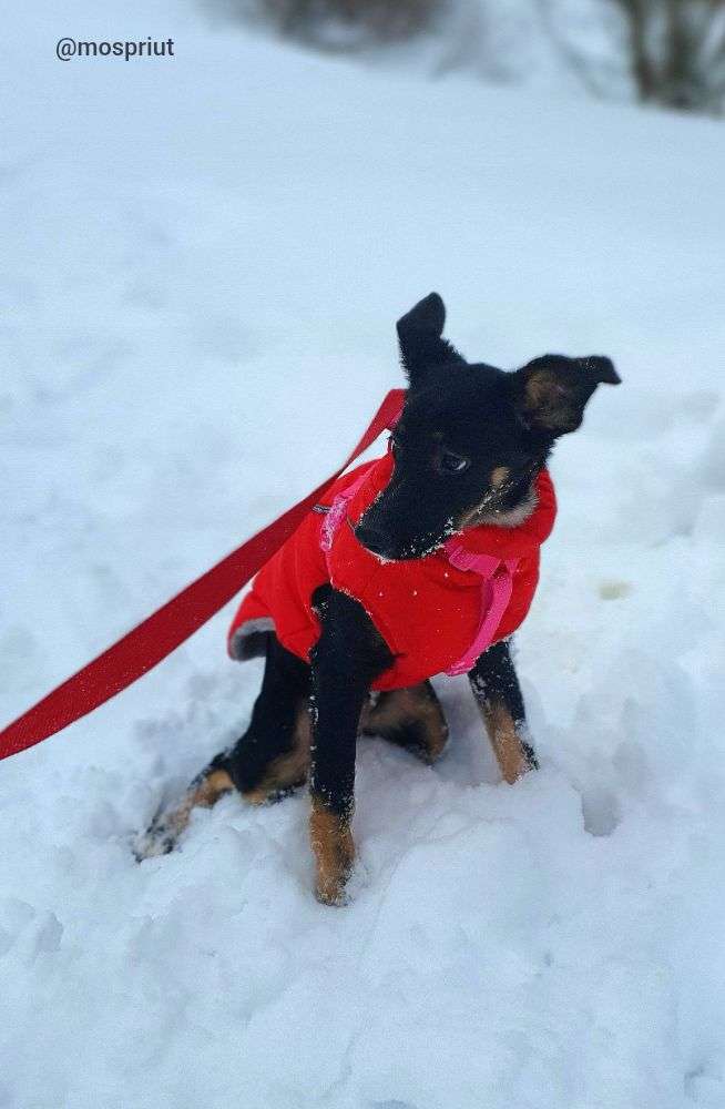 СОБАКА ГИТА  из приюта Щербинка для бездомных животных, Москва и Московская область | mospriut