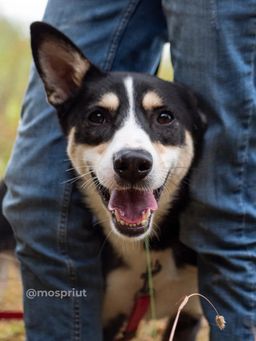 собака Саби из приюта ищет дом