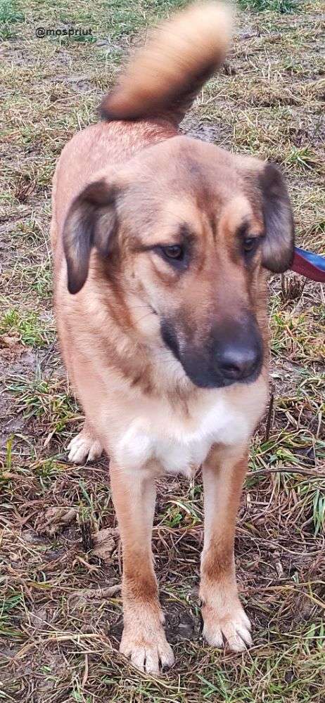 СОБАКА РУФУС  из приюта Щербинка для бездомных животных, Москва и Московская область | mospriut