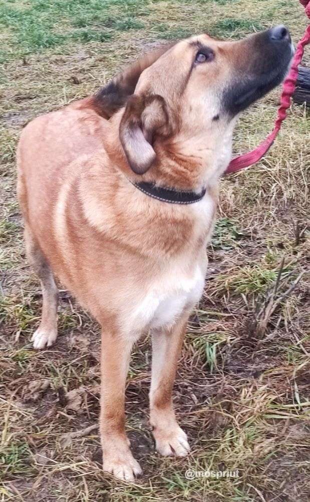 СОБАКА РУФУС  из приюта Щербинка для бездомных животных, Москва и Московская область | mospriut