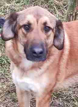 Приют для бездомных животных в Москве и Московской области | Взять собаку или кошку из приюта - mospriut