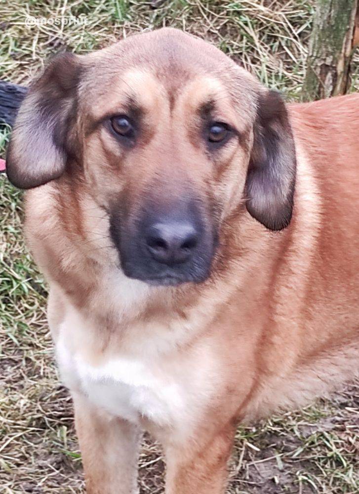 собака Руфус приюта для бездомных животных