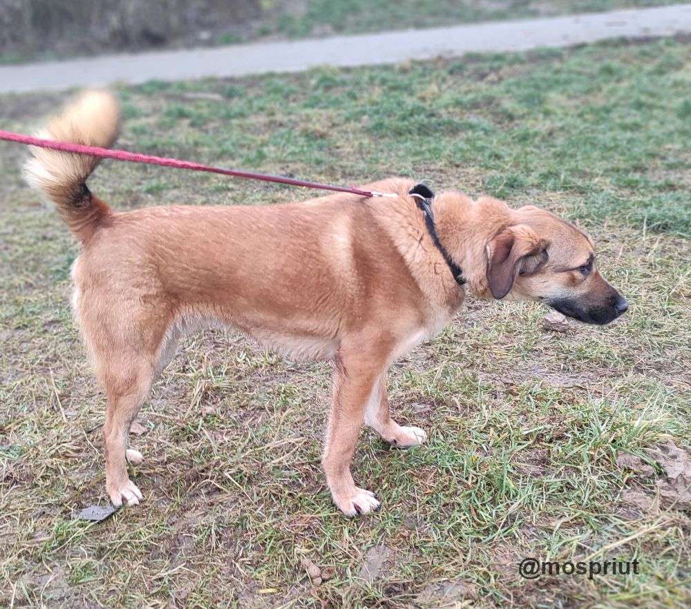 СОБАКА РУФУС  из приюта Щербинка для бездомных животных, Москва и Московская область | mospriut